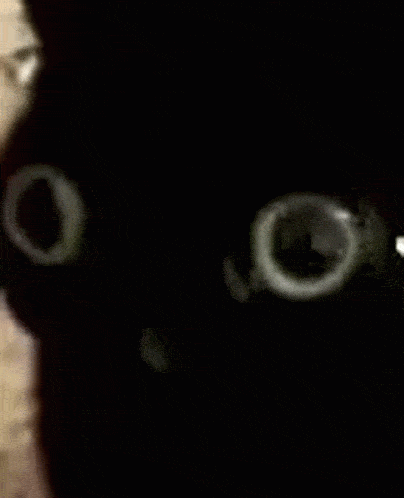 shocked black cat gets pet by cursor