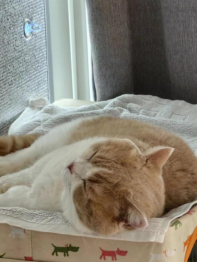 my cat taking a nap